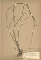 藏品(玉山針蘭)的圖片